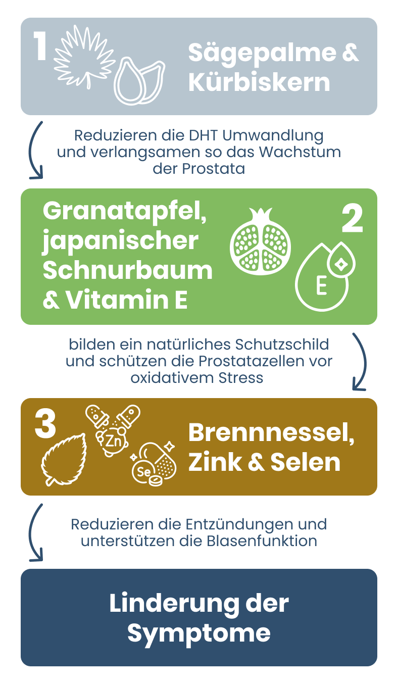 Entstehung von Prostataproblemen
